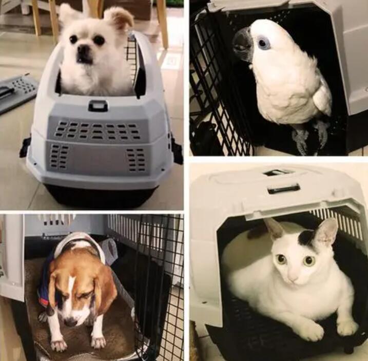 白云宠物空运快递